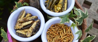 insectes_comestibles_4