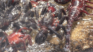 vlcsnap-2018-04-27-15h34m36s710