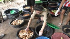 Surat Thani exploitation