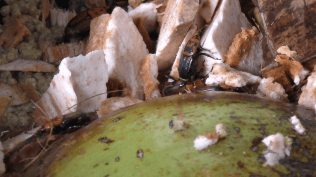 Adultes dans la boîte.png