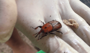 Charançon dans la main