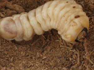 37852179_441759756326151_7744299778170683392_o