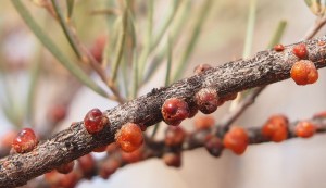 red_lerps_austrochardia_acaciae