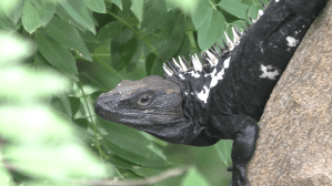 Zipolite Iguane