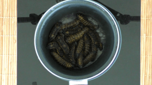 InArticle chenilles nature