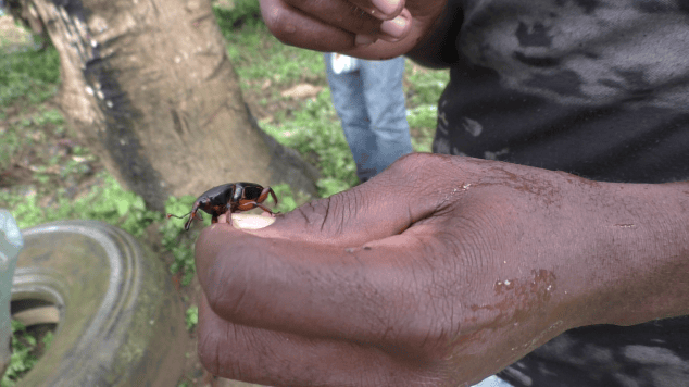 [Cameroun 🇨🇲] La culture des vrais foss | Les Criquets Migrateurs