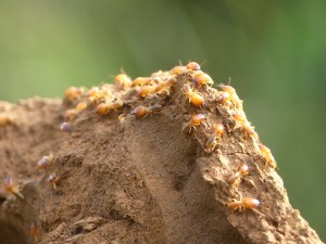 Termites soldats