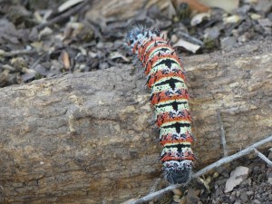 Marange chenille mopane