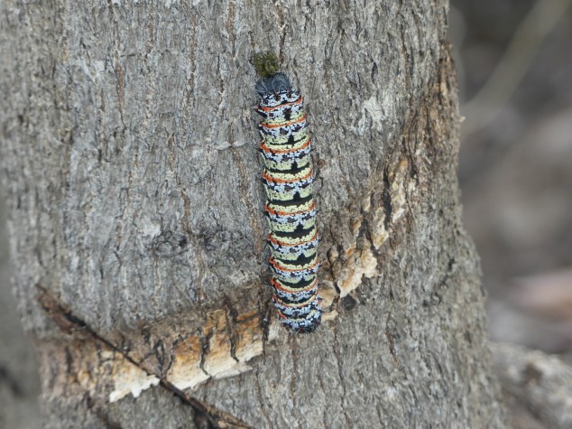 Chenille mopane.JPG