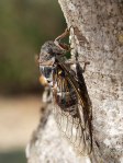 1200px-Cicadidae_2017_Koroni_08[1]